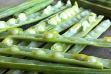 அடிக்கடி முருங்கை விதைகளை சாப்பிட்டால் என்னாகும்?