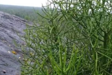 கிளிநொச்சி மாவட்டத்தில் மூலிகைசெடிகள் நிறைந்த கிராமம்; எது தெரியுமா?