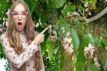 புங்கை மரத்தின் ஒவ்வொரு பாகத்திலும் இத்தனை மருத்துவ குணங்களா?