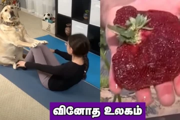 அழகாக யோகா செய்து அசத்திய நாய்… கின்னஸ் சாதனை புத்தகத்தில் இடம்பிடித்த ஸ்ட்ராபெர்ரி! வினோத உலகம்