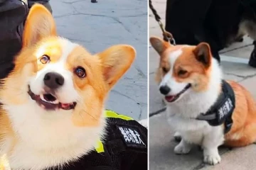 சீனாவில் பொலிஸ் நாய் செய்த சிறிய தவறு! ஆண்டு போனஸை பறித்த அதிகாரிகள்