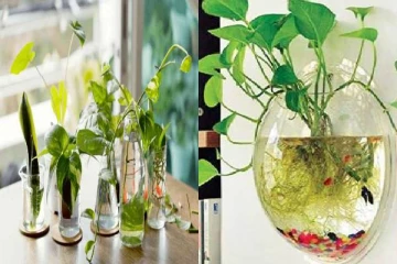 மணி பிளாண்டை யாருக்கும் பரிசளிக்காதீர்கள்: காரணம் தெரியுமா?