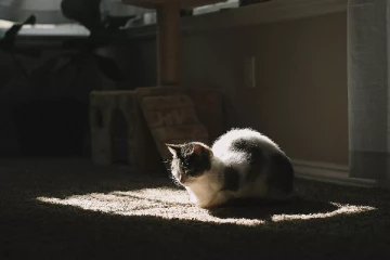 அடித்துக்கொல்லப்பட்ட பூனைக்கு இழப்பீடு: பிரான்சில் ஒரு வித்தியாசமான வழக்கு