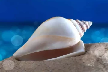 வலம்புரி சங்கை மூன்று கோடிக்கு விற்க முயன்றவர் சிக்கினார்