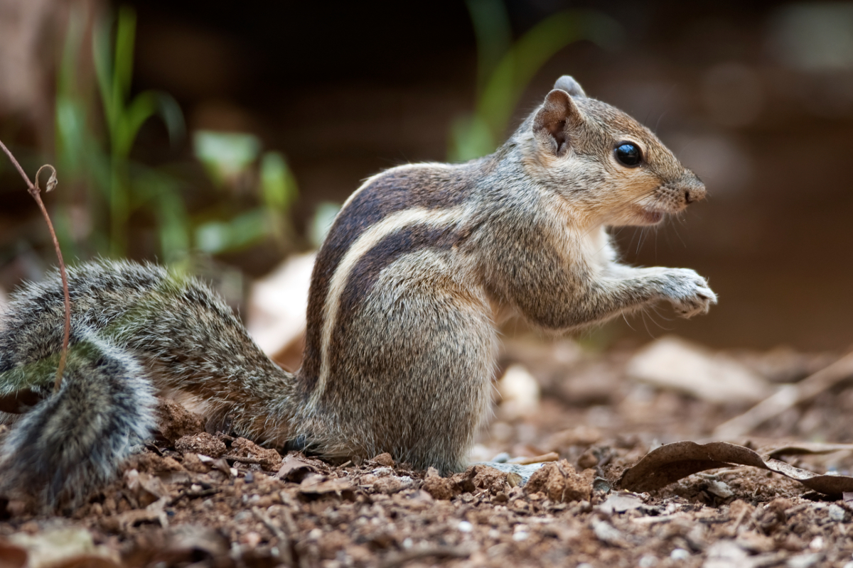 உங்கள் வீட்டிற்கு இந்த பூச்சிகள் வந்தால் கவனமாக இருக்க வேண்டுமாம் | Reason Behind Animals Birds Insects Coming Home