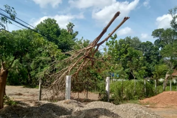 முள்ளியவளையில் முறிந்து விழுந்த மரம்: சேதமடையும் நிலையில் தொலைத்தொடர்பு கம்பிகள்