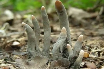 லண்டனில் நடந்து சென்றவருக்கு காத்திருந்த பேரதிர்ச்சி…. கல்லறையில் இருந்து கிழித்து கொண்டு வெளியே வந்த விரல்கள்