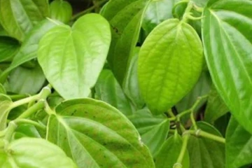 வெற்றிலையை அளவோடு சாப்பிட்டு வந்தால் என்ன நடக்கும் தெரியுமா? இத்தனை பிரச்சினைகளுக்கு தீர்வா!