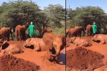 சகதியில் புரண்டு விளையாடும் யானைக்குட்டிகள்!