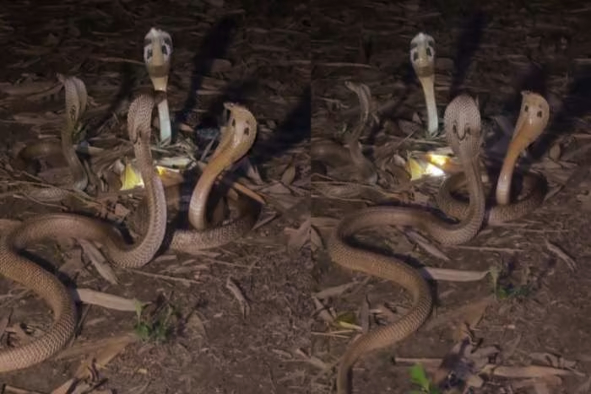 நாகமணியை பாதுகாக்கும் நான்கு நாகங்கள் - நேரடி காட்சி வைரல் | 4 Cobras Guarding The Naga Nagamani Viral Video நாகமணியை பாதுகாக்கும் நான்கு நாகங்கள் - நேரடி காட்சி வைரல் | 4 Cobras Guarding The Naga Nagamani Viral Video