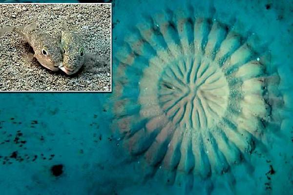 மனித மூளைக்கே ட்ஃப் கொடுக்கும் Puffer Fish! வியக்க வைக்கும் கலைப்படைப்பு எதற்காக தெரியுமா? | Interesting Facts About Puffer Fish Floor Design