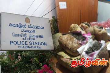 கிளிநொச்சியில் பெருமளவான கஞ்சா பொதிகள் மீட்பு