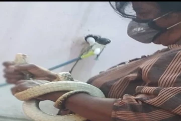 யாழில் வீட்டுக்குள் நுழைந்த பாம்பை சர்வ சாதாரணமாக பிடித்த பெண்