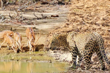 එල්-නිනෝ යාලට තදින්ම බලපායි - වන සතුන් බේරාගන්න යාල කලාපයක් වහන්න සූදානම්