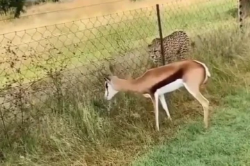 வேட்டையாட வந்த சிறுத்தை.... மானிடம் தோற்றுப்போன வேடிக்கை! இப்படி ஒரு ட்விஸ்டா