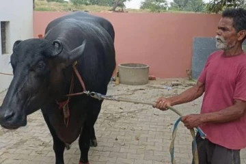 சொகுசு கார்களை தோற்கடித்த இந்திய எருமை மாடு.., விலை மதிப்பு பல லட்சங்களில்