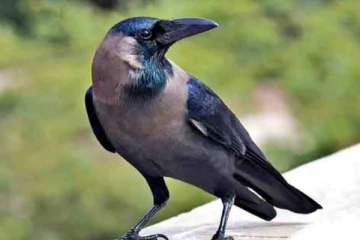 காகத்தினால் பற்றி எரிந்த மூன்று வீடுகள்!