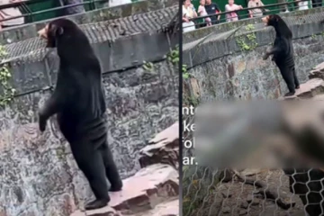 உண்மையாவே நாங்க கரடிதான்; வேடமிட்ட மனிதர்கள் கிடையாது - பூங்கா நிர்வாகம் விளக்கம்!