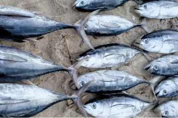 அம்பாறை மற்றும் கல்முனையில் கடற்தொழிலாளர்களுக்கு கிடைத்த வாய்ப்பு (video)