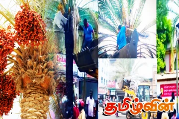 காத்தான்குடியை விளைச்சலால் அழகுபடுத்தும் பேரீச்சம் பழ மரங்கள்!