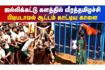 பிடிபடாமல் ஆட்டம் காட்டிய வீரத்தமிழச்சி காளை
