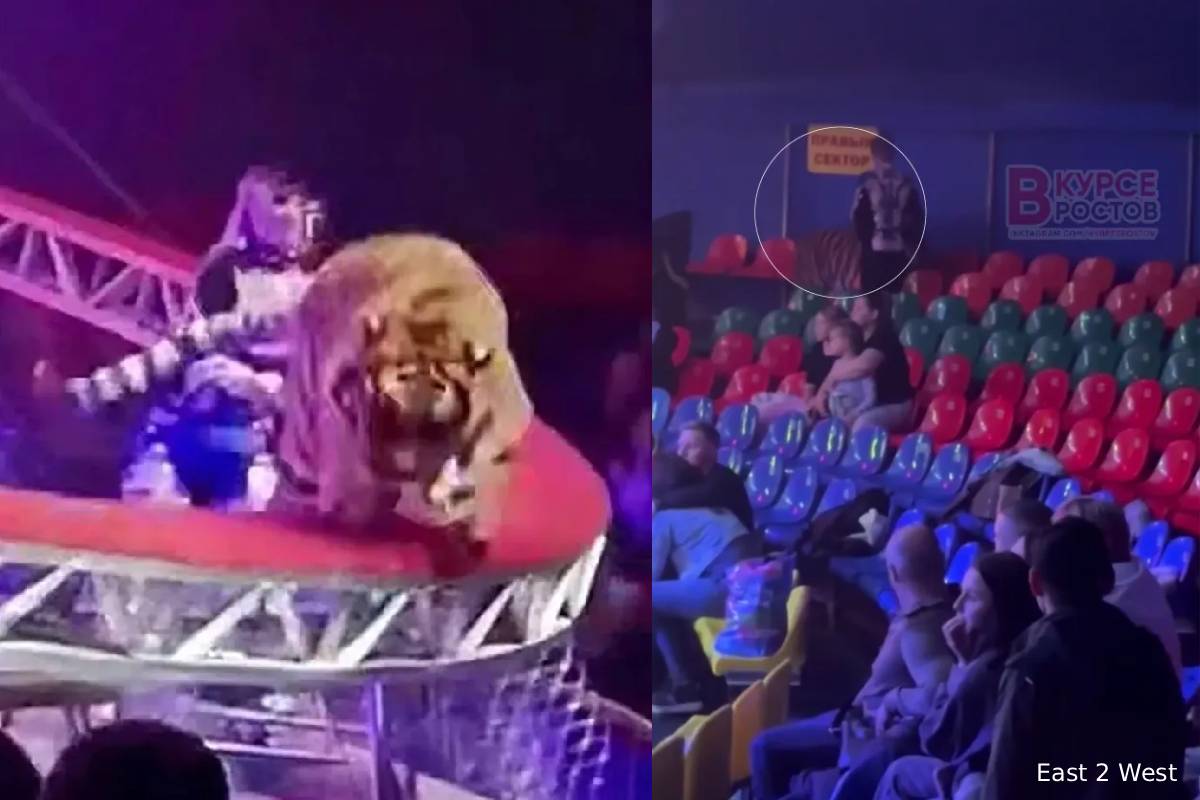 மக்கள் கூட்டத்துக்குள் பாய்ந்த புலி: சர்க்கஸ் பார்க்கச் சென்றவர்கள் சந்தித்த திகில் அனுபவம் | Terrifying Moment Tiger Escape During Circus