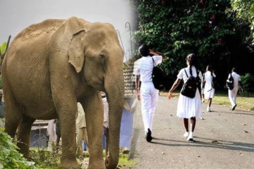 காட்டு யானையால் மிரண்டுபோன பாடசாலை மாணவர்கள்!