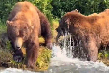 Viral Video: காத்திருந்த கரடிக்கு கிடைத்தது என்ன தெரியுமா?... திரும்ப திரும்ப நிச்சயம் பார்ப்பீங்க