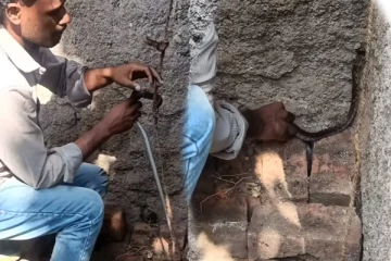 Viral Video: சுவர் இடுக்கில் பதுங்கியிருந்த பாம்பு... பாதுகாப்பாக மீட்ட இளைஞரின் காட்சி