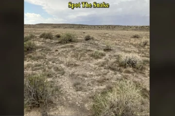 Optical illusion:இந்த படத்தில் பாம்பு மறைந்திருப்பது உங்களுக்கு தெரிகிறதா?