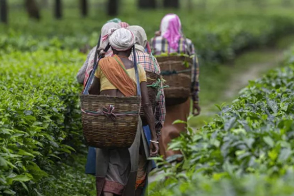 தோட்டத் தொழிலாளருக்கு சம்பள உயர்வு தேவையில்லை! கிட்ணன் செல்வராஜ் | No Pay Hike For Estate Workers