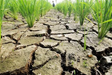 வறட்சியால் கடுமையாக பாதிக்கப்பட்ட நெற்செய்கை: விவசாய அமைச்சு நடவடிக்கை