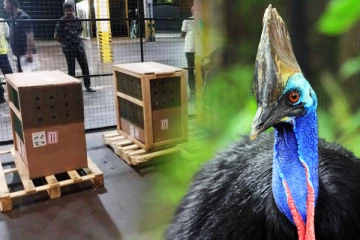 நாட்டை வந்தடைந்த உலகின் மிகவும் ஆபத்தான பறவை