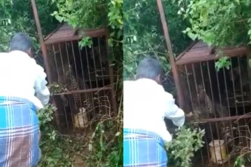 தன்னை சீண்டியவரை பலி வாங்கிய புலி....இறுதியில் இப்படி ஒரு திருப்பமா? பதறி துடித்த நபர்!