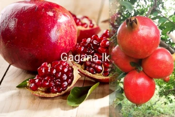 රුපියල් මිලියන 9000ක් ඉතිරි කරන ලංකාවේ අලුත්ම දෙළුම් ප්‍රභේද දෙකක් සොයා ගැනෙයි..