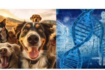 86ல் நடந்த பயங்கர சம்பவம்.. நாய்களின் உடலில் மனித எலும்புகள் - DNA ஆய்வில் பகீர் தகவல்!