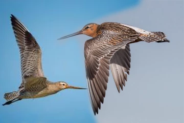 உணவு, ஓய்வு இல்லாமல் உலக சாதனையை முறியடித்த பறவை: வியப்பில் மக்கள்!