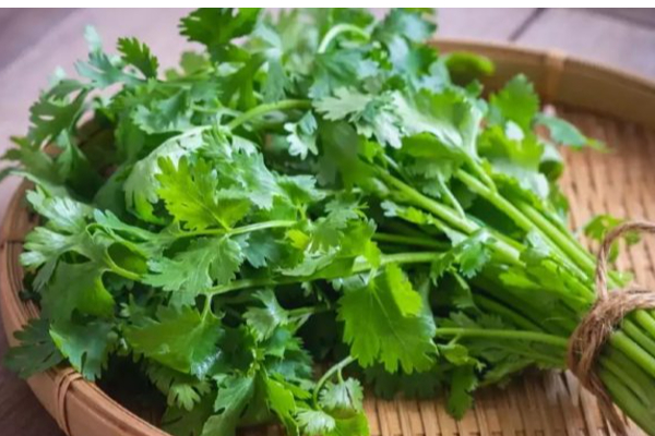 பச்சை கொத்தமல்லியை நீரிழிவு நோயாளிகள் பச்சையாக சாப்பிட்டால் என்ன நடக்கும்! தினமும் சாப்பிடலாமா? | Omg Plenty Great Use In Green Coriander