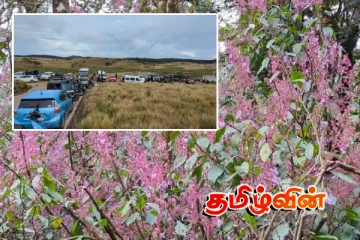 நுவரெலியாவில் 12 ஆண்டுகளுக்கு ஒருமுறை பூக்கும் நீலக்குறிஞ்சி மலர்கள் - குவியும் சுற்றுலா பயணிகள்