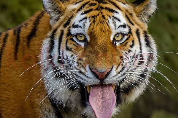 புலியின் நாக்கில் ஒளிந்திருக்கும் இந்த ரகசியம் தெரியுமா? | Hidden Secret Behind The Tigers Tongue புலியின் நாக்கில் ஒளிந்திருக்கும் இந்த ரகசியம் தெரியுமா? | Hidden Secret Behind The Tigers Tongue