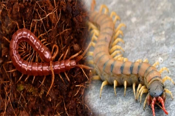 பூரானை ஏன் அடிக்க கூடாது ? காரணத்தை தெரிஞ்சிக்கோங்க