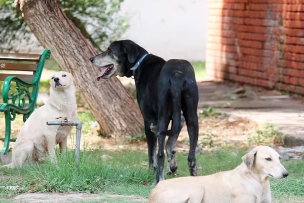மக்களுக்கு அச்சத்தை ஏற்படுத்தியுள்ள விசர் நாய் - குழந்தைகள், பெண்கள் பாதிப்பு | Dog Bites 11 People In One Week