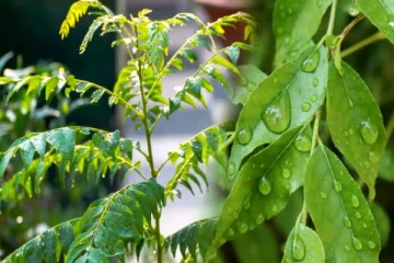 உங்க வீட்ல கறிவேப்பிலை செடி இருக்கா? அப்போ “இத”முதல்ல செய்ங்க