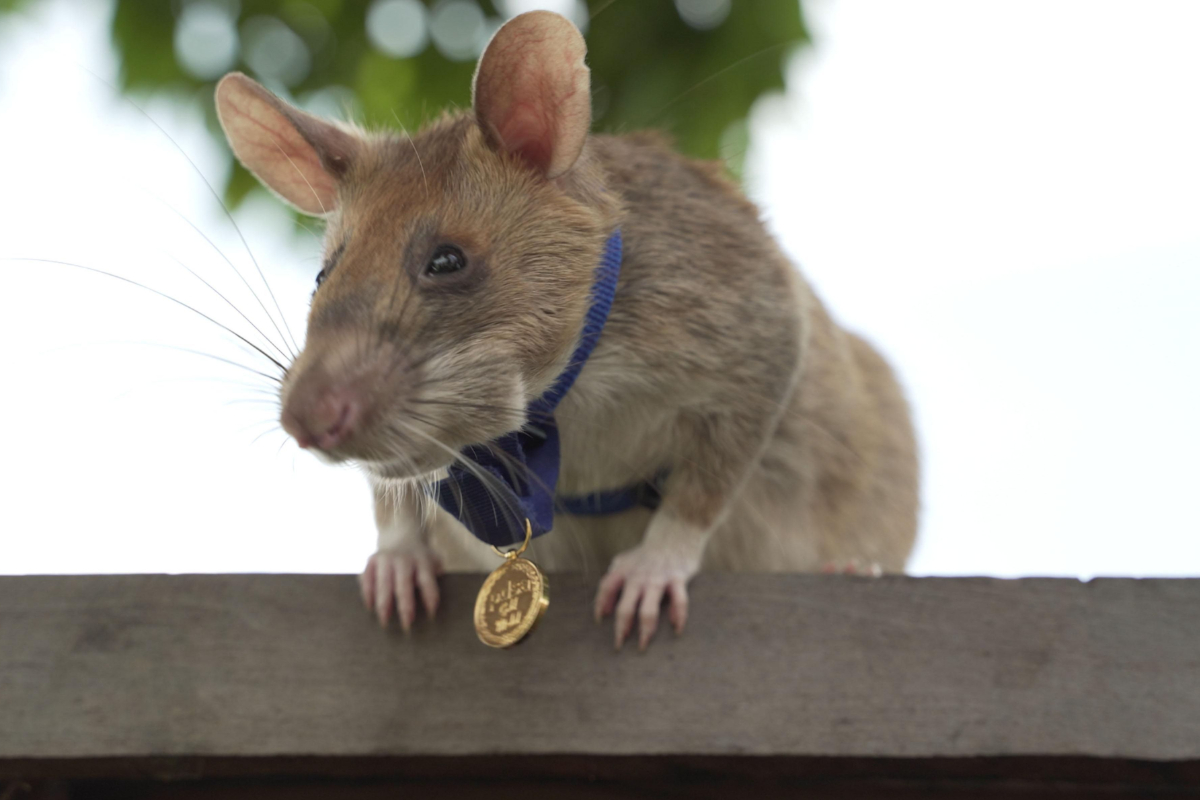 மனிதாபிமானப் பணிக்காக எலிக்குச் சிலை வைத்த நாடு | Cambodia Unveils Statue To Honour மனிதாபிமானப் பணிக்காக எலிக்குச் சிலை வைத்த நாடு | Cambodia Unveils Statue To Honour
