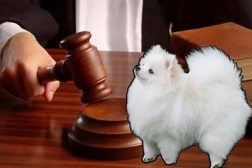 தமிழர் பகுதியில் விசித்திர வழக்கு; வளர்ப்பு நாய்க்கு மரபணு சோதனை!