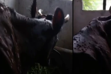 நுவரெலியா மாவட்டத்தில் மாடுகளைப் பாதிக்கும் தோல் நோய்