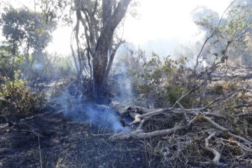 வனப்பகுதியில் திடீரென ஏற்பட்ட தீ விபத்து ; ஐந்து ஏக்கர் நிலம் நாசம்