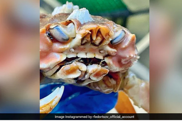 மனித பற்களுடன் நண்டு! வைரலாகும் ஆச்சரிய புகைப்படம் | Crab Human Teeth