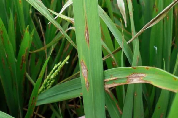 யாழ். மாவட்ட விவசாயிகளுக்கு வெளியான அறிவிப்பு | Important Announcement For Jaffna Farmers