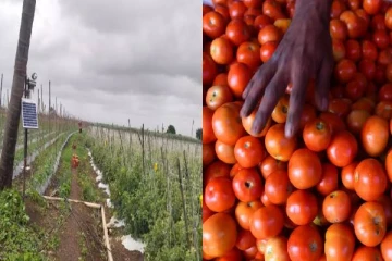 தக்காளியை பாதுகாக்க ரூ.22 ஆயிரம் செலவில் சிசிடிவி கேமரா வைத்த விவசாயி